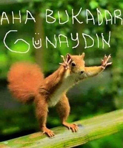 Mert Bilgüsi